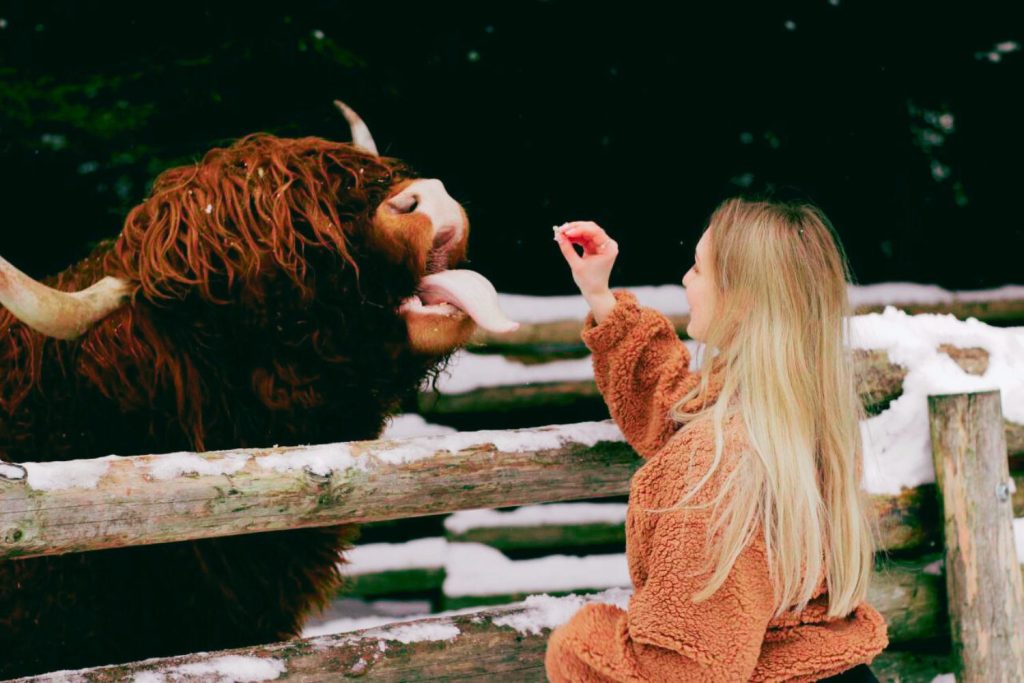 Вечірні вогні Буковеля.Гуцул Ленд 700 грн Вечірні вогні Буковеля.Гуцул Ленд 700 грн