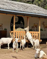 Карпатська водоспади та джерела. ТК Буковель 800 грн Карпатська водоспади та джерела. ТК Буковель 800 грн